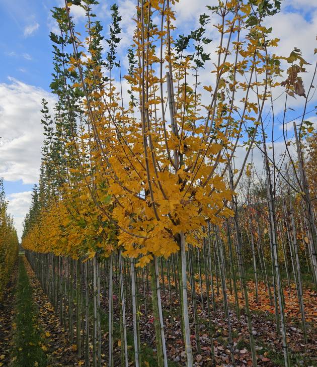 Acer campestre Huibers Elegant