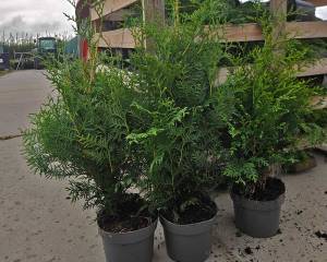 Haagplanten bij Kwekerij Kwint