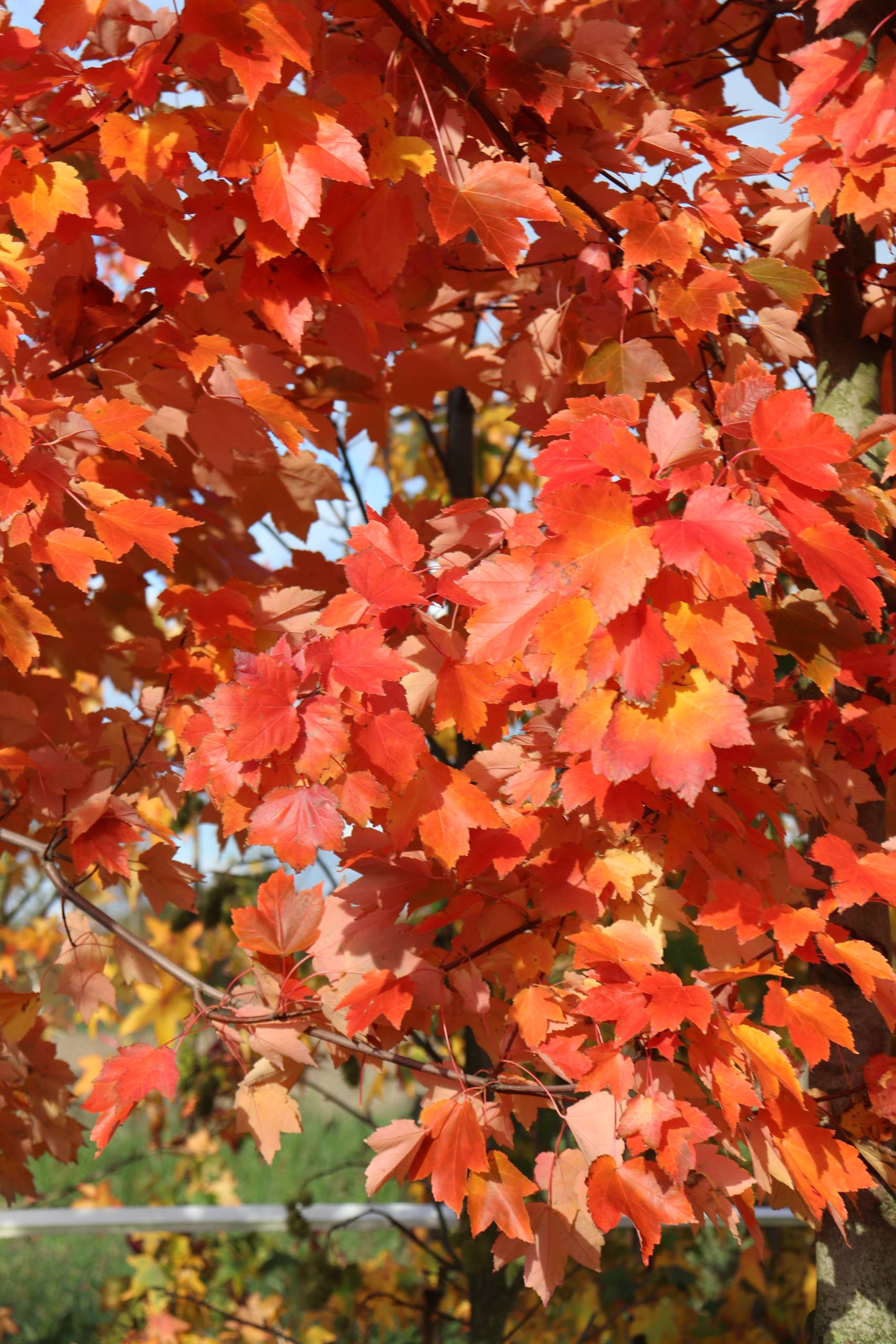 Acer freemani ‘Autumn Blaze’ - Afbeelding 2