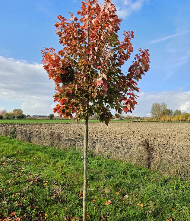 Acer rubrum ‘October Glory’ (Rode esdoorn)
