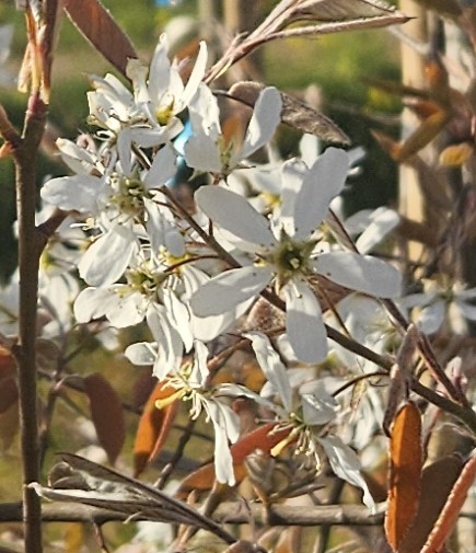 Amelanchier lamarckii (Amerikaans krentenboompje)