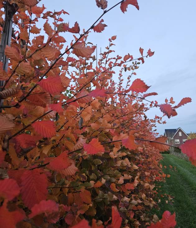 Carpinus betulus 'Rockhampton Red' (Haagbeuk)