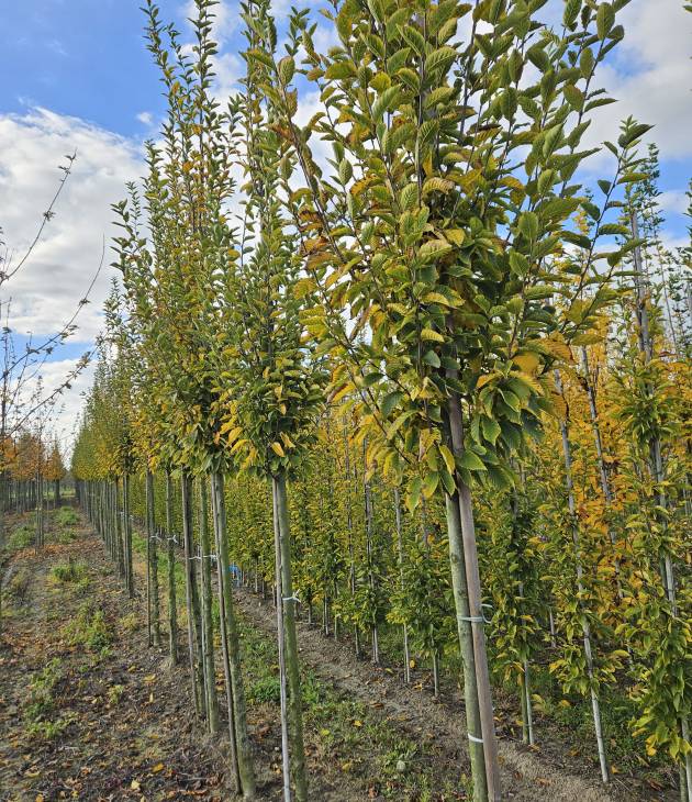 Carpinus betulus ‘Fastigiata’ (Zuilhaagbeuk)
