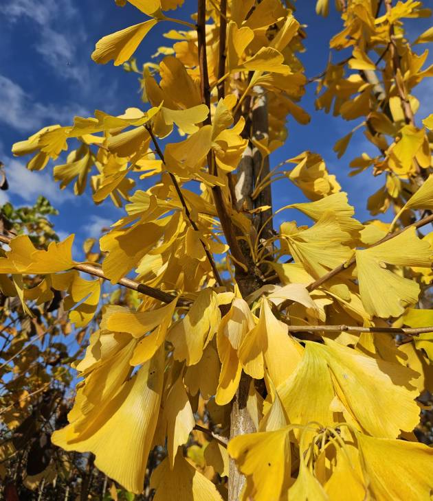 Ginkgo biloba (Japanse notenboom)