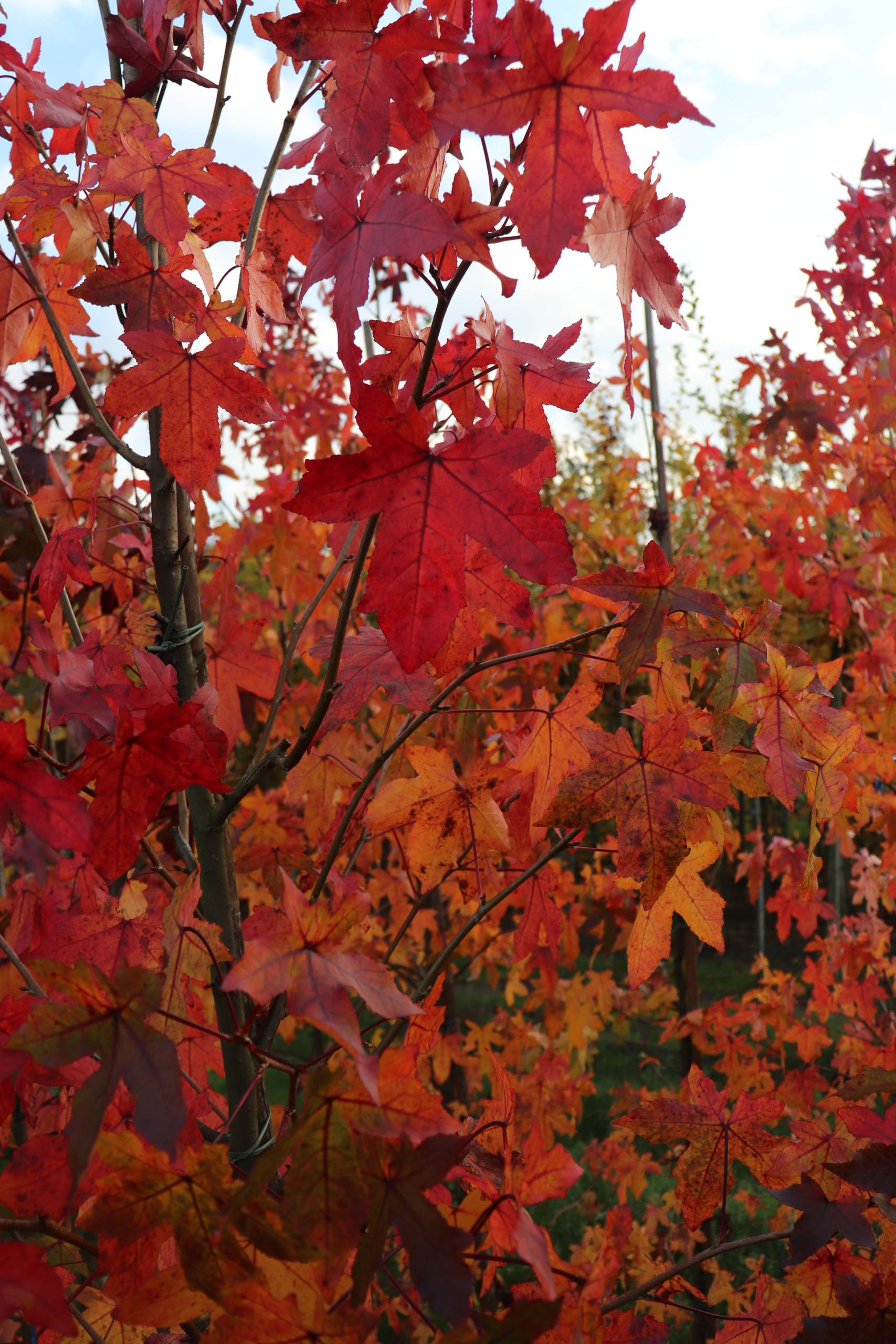 Liquidambar styraciflua ‘Worpelsdon’ (Amberboom) - Afbeelding 3