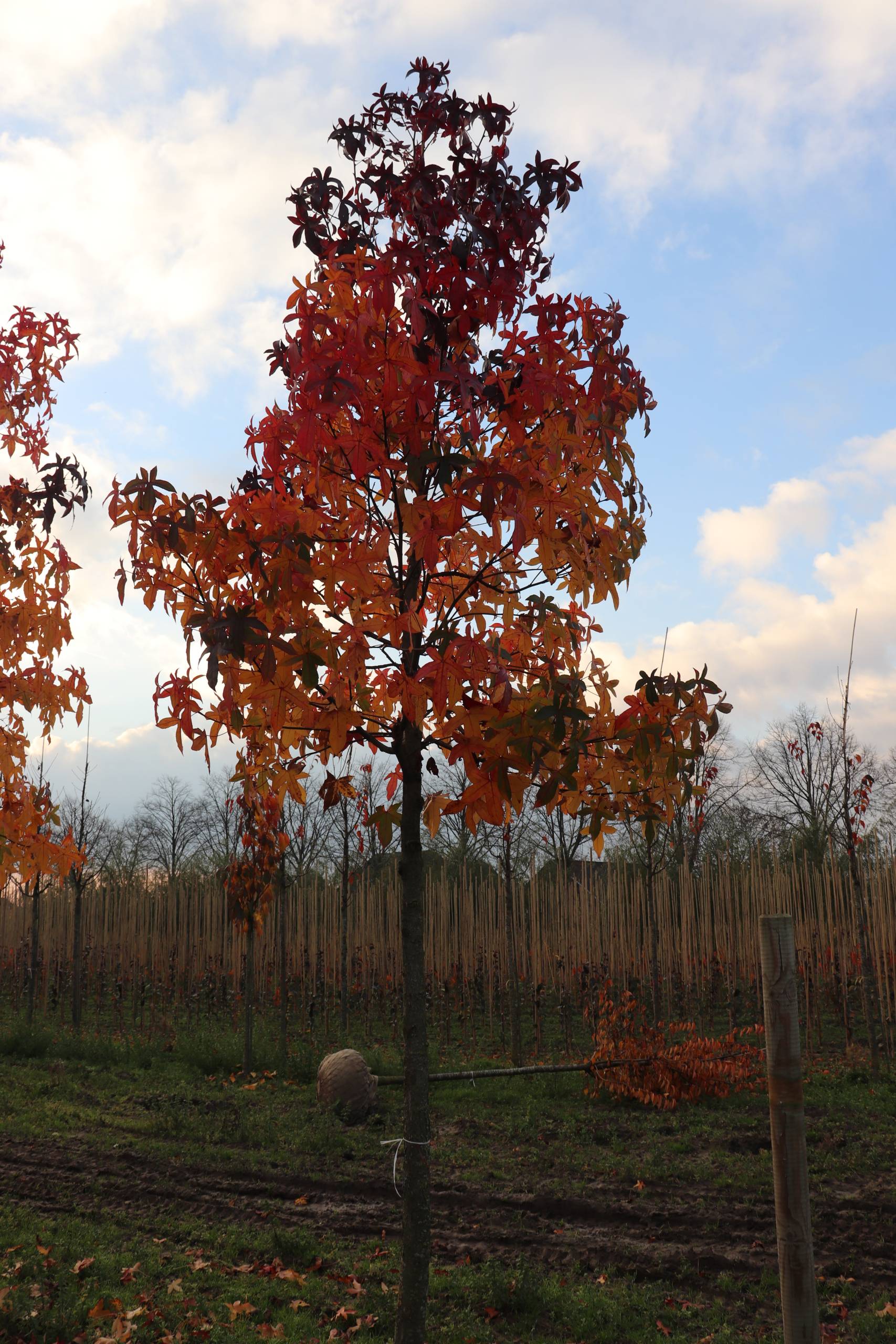 Liquidambar styraciflua ‘Worpelsdon’ (Amberboom) - Afbeelding 4
