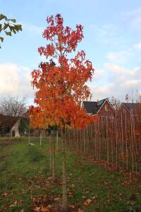 Liquidambar styraciflua ‘Worpelsdon’ (Amberboom) in de herfst