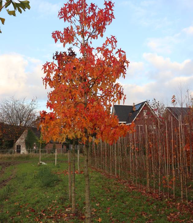 Liquidambar styraciflua ‘Worpelsdon’ (Amberboom)