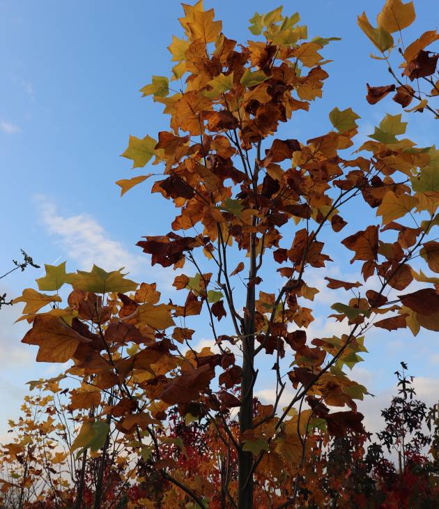 Liriodendron tulipifera (Amerikaanse tulpenboom)
