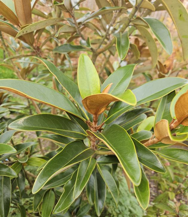 Magnolia grandiflora (Valse tulpenboom) blad