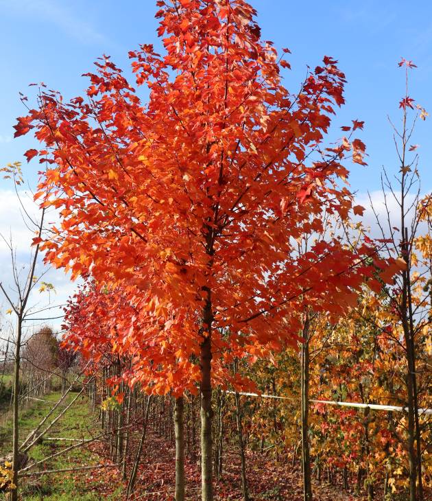 Acer freemani ‘Autumn Blaze’