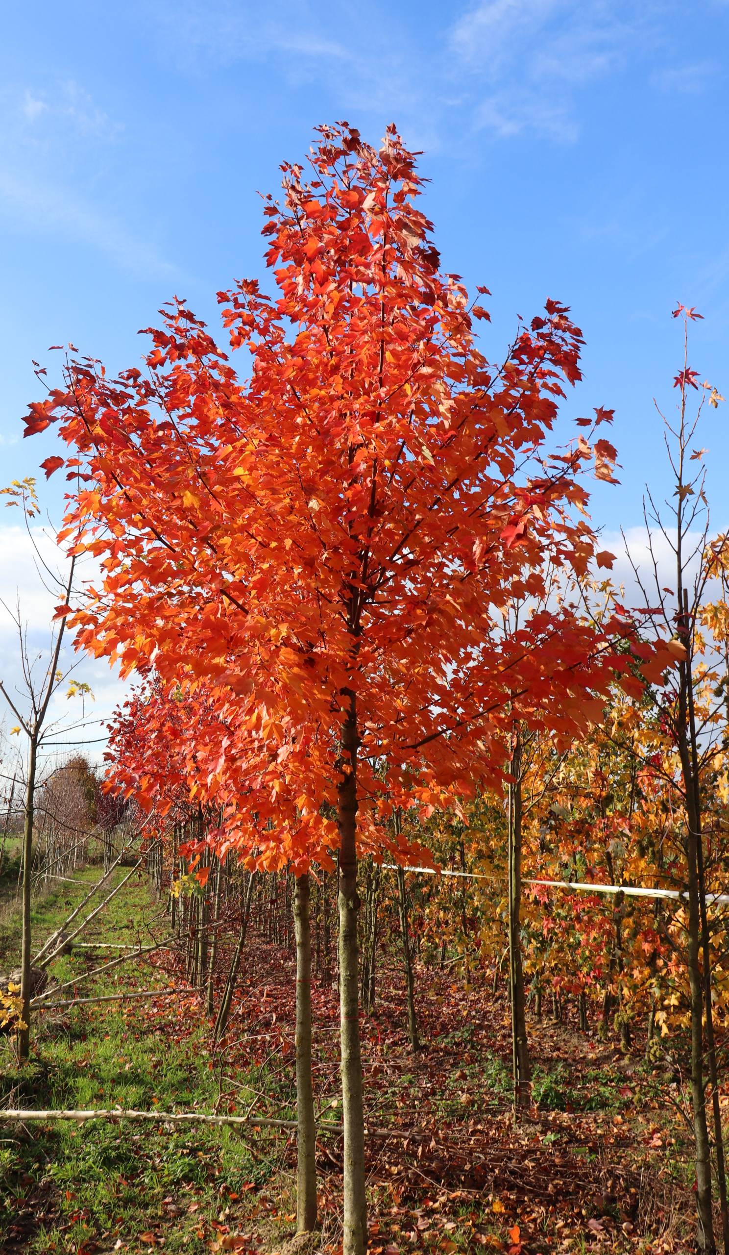 Acer freemani ‘Autumn Blaze’
