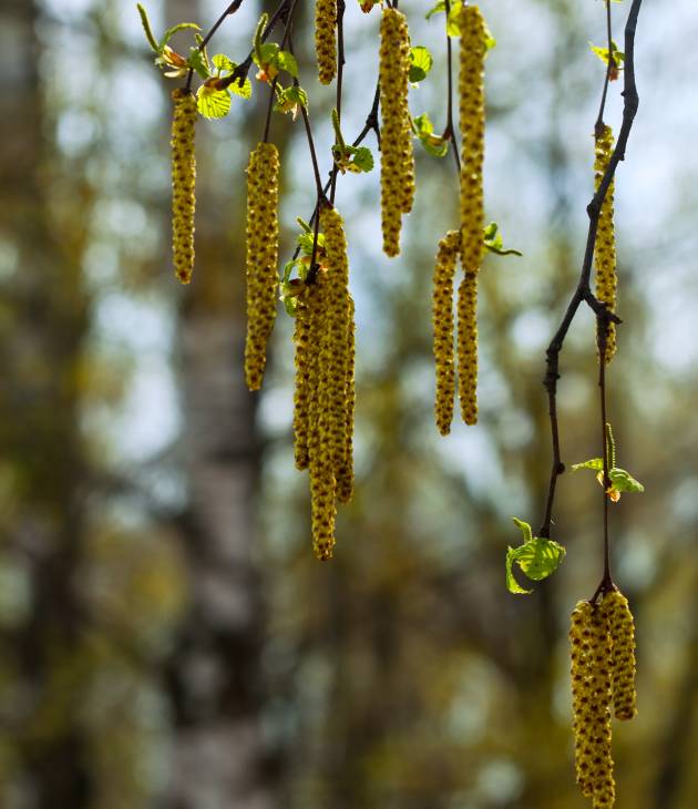 Betula pendula (ruwe berk)