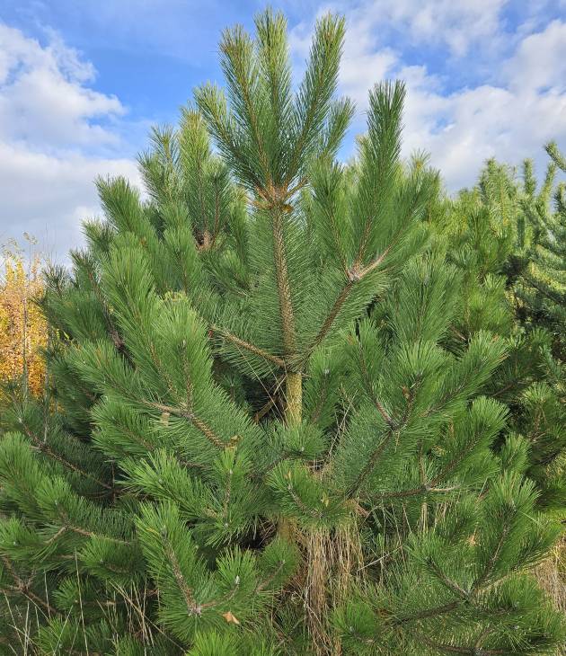Pinus nigra (Oostenrijkse den) bij Kwekerij Kwint