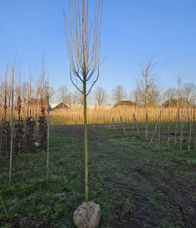 Zuilvormige meidoorn boom Kwekerij Kwint
