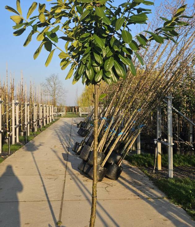 Laurierkers - Prunus Novita