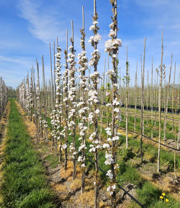 Zuil sierkers - Prunus serrulata ‘Amanogawa ‘