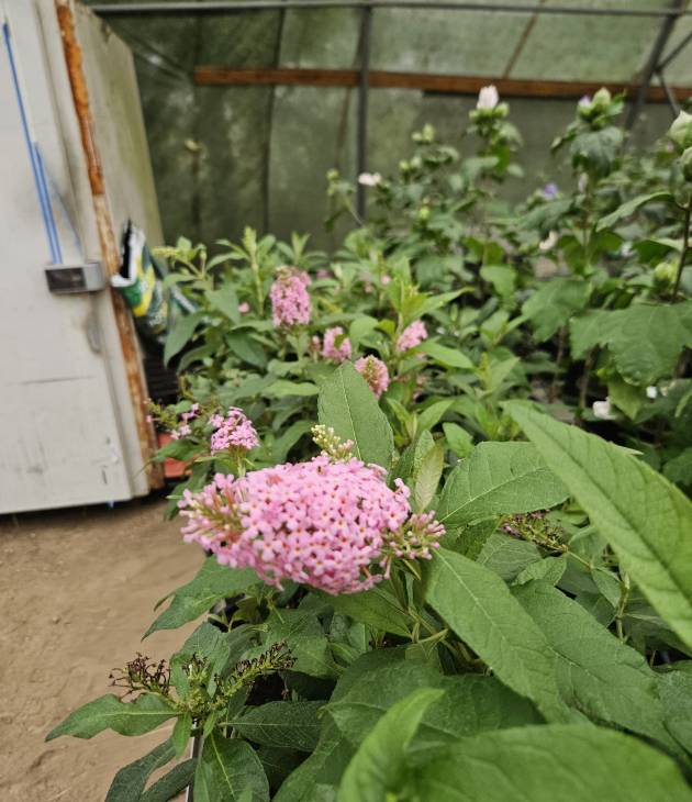 Buddjela ‘Butterfly Candy Little Pink’ blad en bloesem