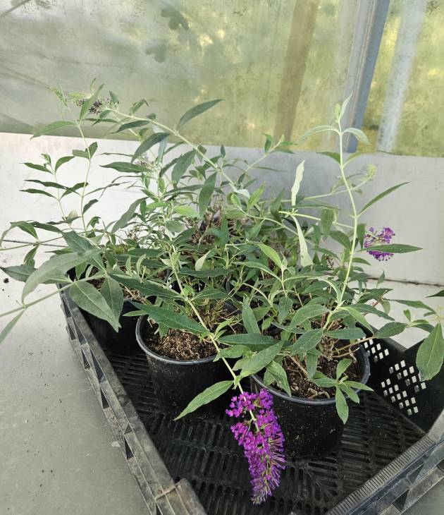 Buddjela ‘Butterfly Candy Little Purple’ in pot bij Kwekerij Kwint