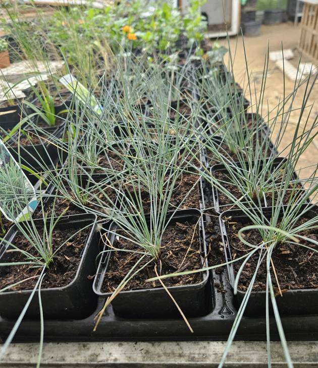 Festuca glauca elijah blue (blauw schapengras) in pot bij Kwekerij Kwint