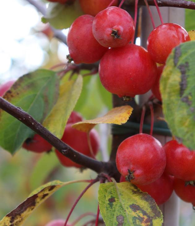 Malus sylvestris ‘Evereste’ (Sierappel) appels cluse-up bij Kwekerij Kwint