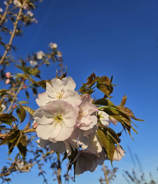 Japanse sierkers - Prunus Kanzan