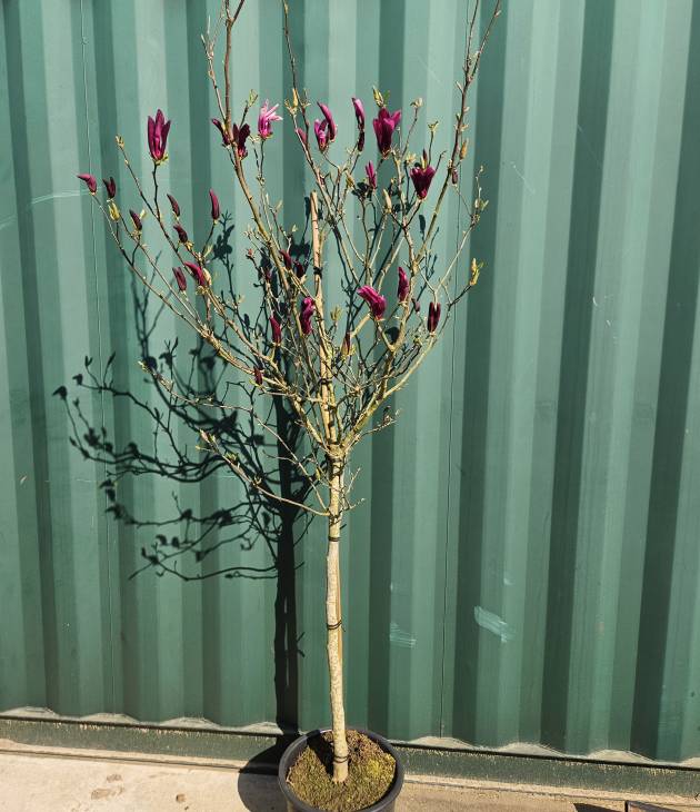 Magnolia ‘Susan’ (Beverboom) met paarse bloesem