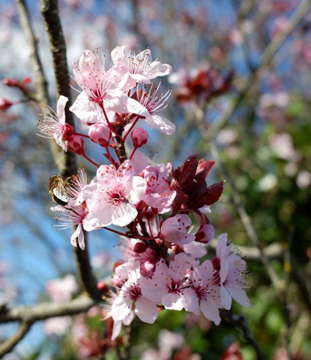 A closeup shot of beautiful pink-petaled cherry blossom flowers on a blurred background