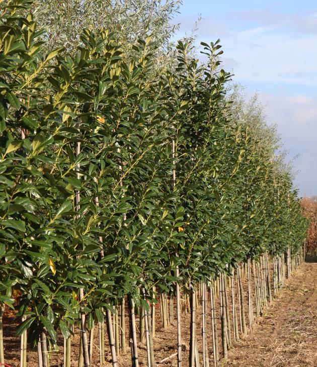 Prunus laurocerasus ‘Novita’ (Laurierkers)