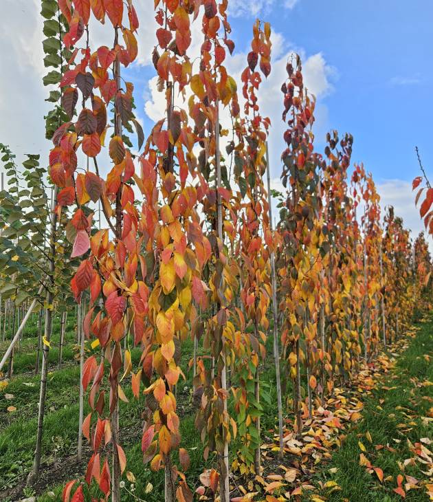 Prunus serrulata ‘Amanogawa ‘ (Japanse sierkers)