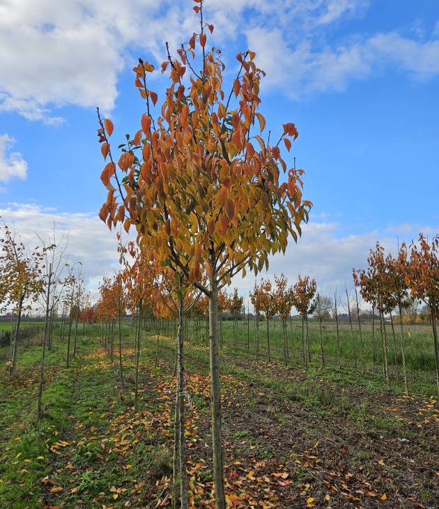 Prunus serrulata ‘Kanzan’ (Japanse sierkers)