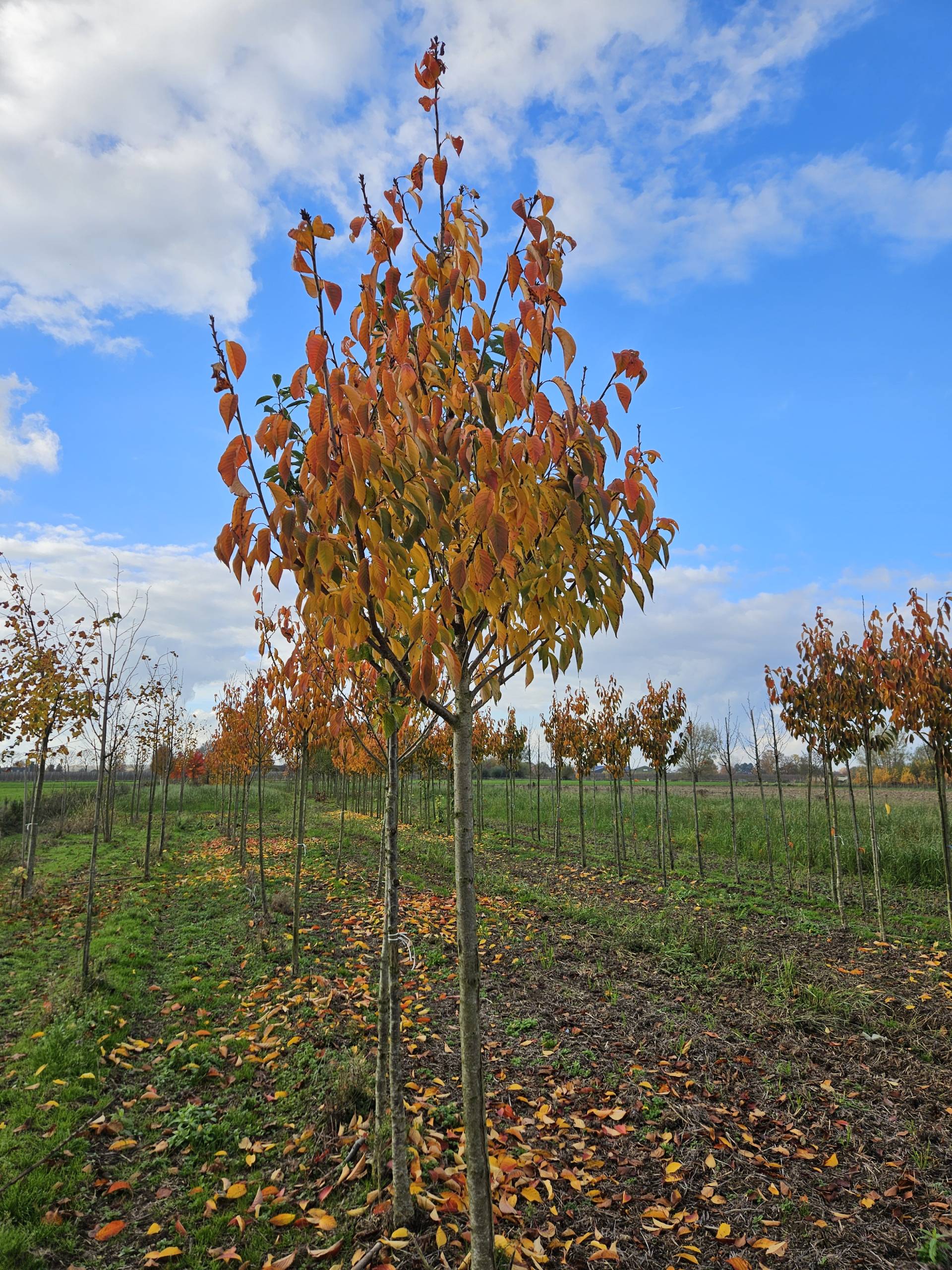 Prunus serrulata ‘Kanzan’ (Japanse sierkers)
