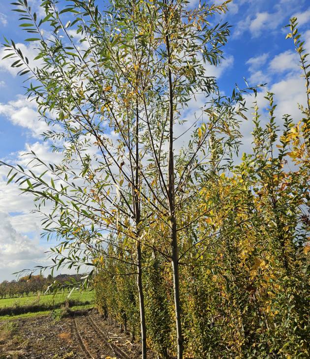 Salix alba (Schietwilg)