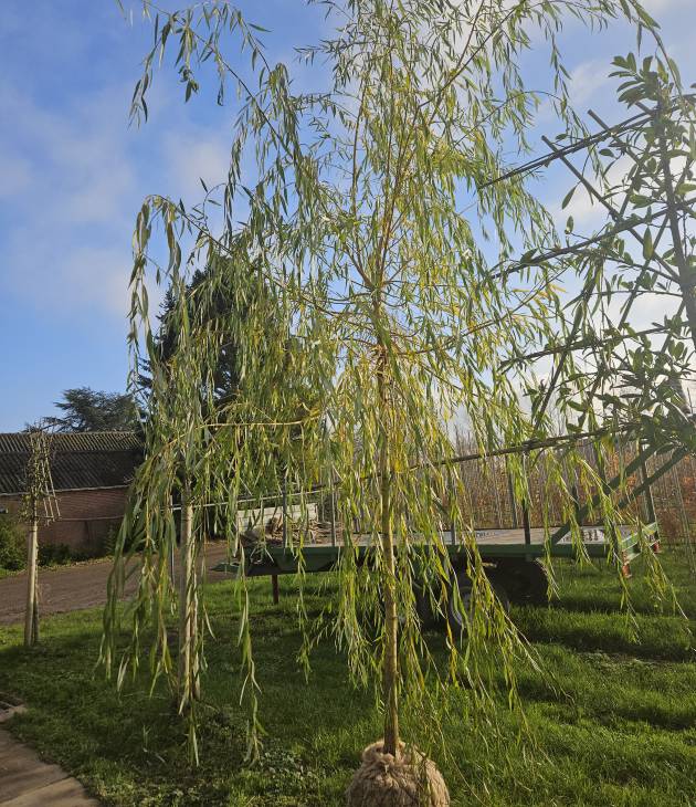 Salix chrysocoma (Treurwilg)