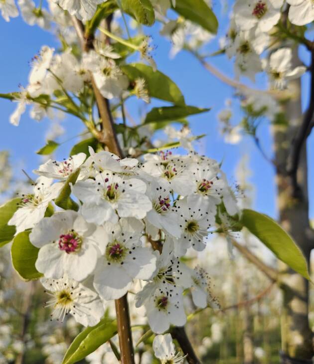 Sierpeer - Pyrus call. Chanticleer