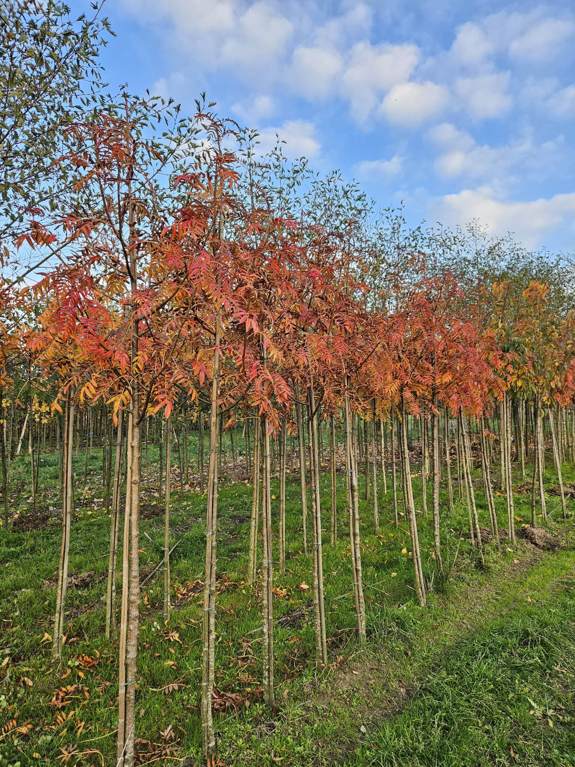 Sorbus aucuparia ‘Dodong’ (Lijsterbes) - Afbeelding 2