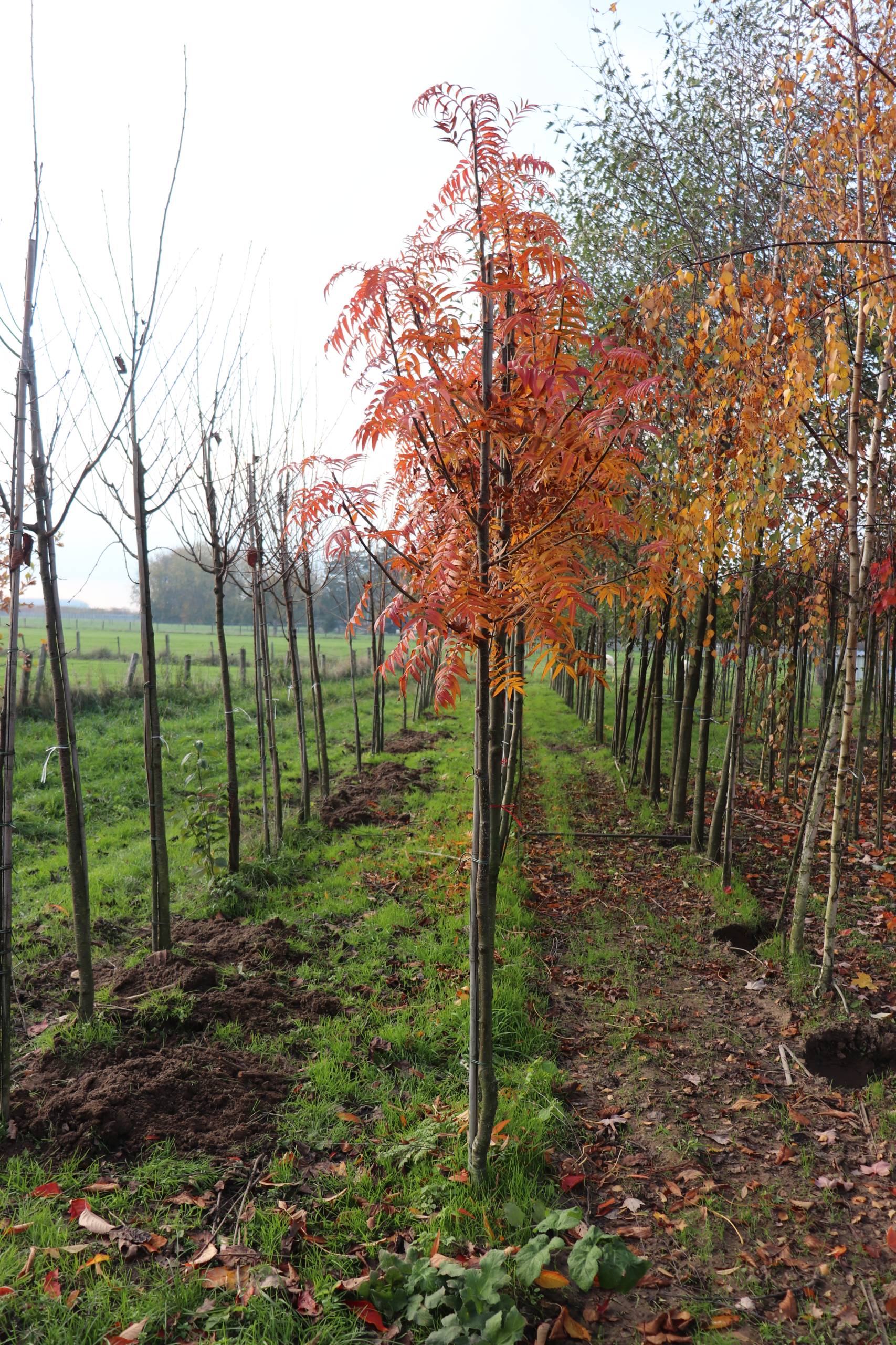 Sorbus aucuparia ‘Dodong’ (Lijsterbes) - Afbeelding 3