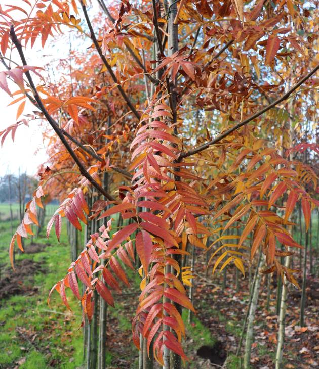 Sorbus aucuparia ‘Dodong’ (Lijsterbes)
