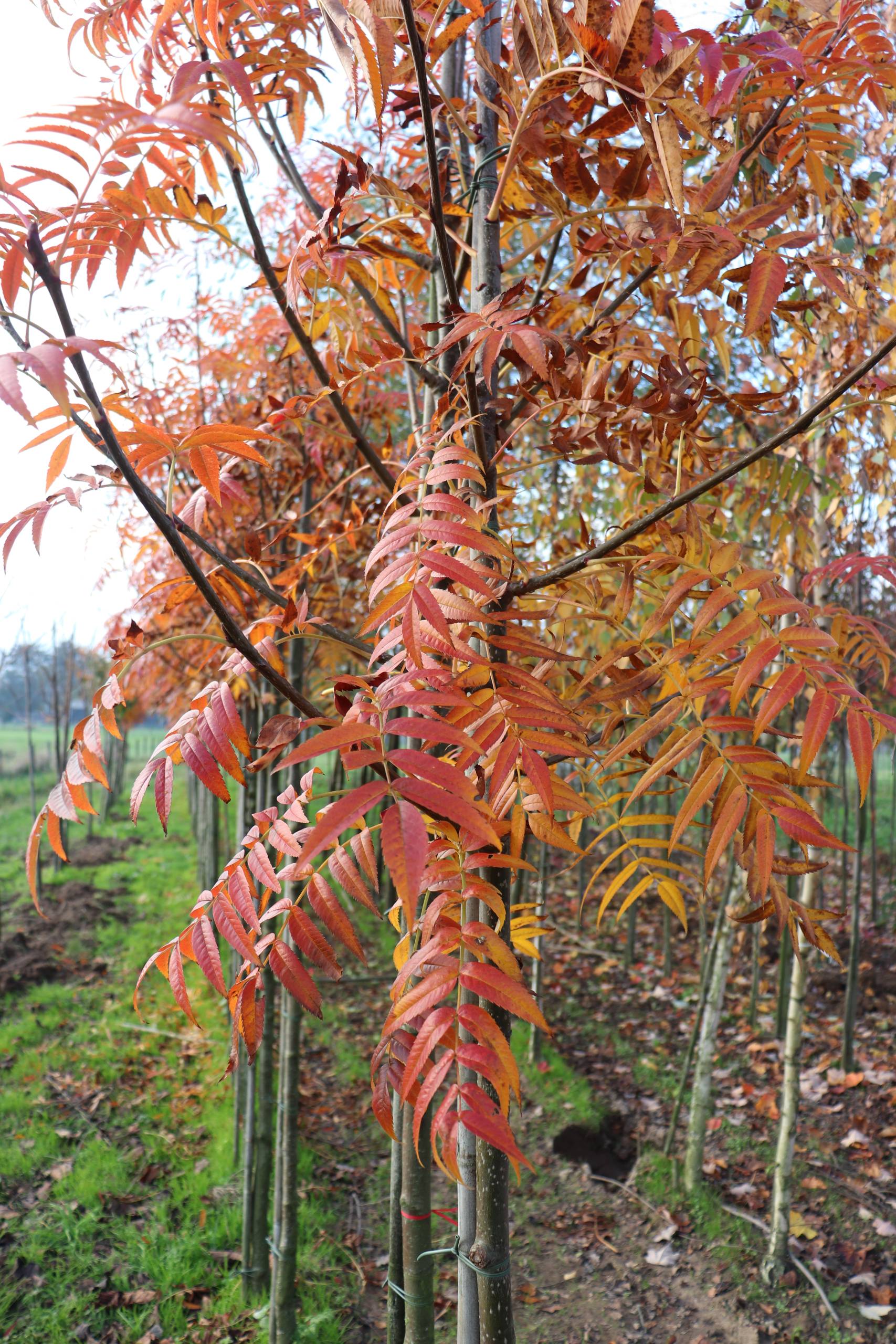 Sorbus aucuparia ‘Dodong’ (Lijsterbes)