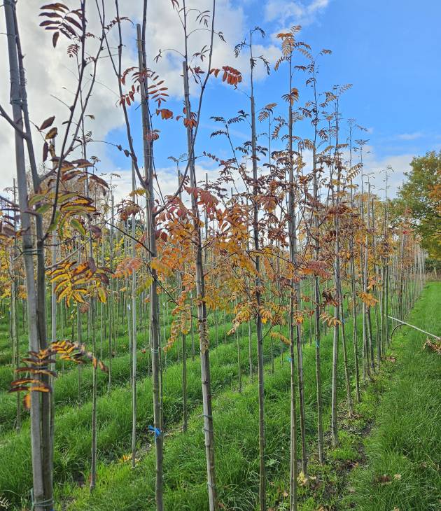 Sorbus aucuparia ‘Edulis’ (Lijsterbes)