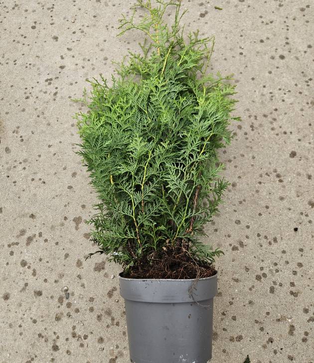 Thuja Brabant (Conifeer)