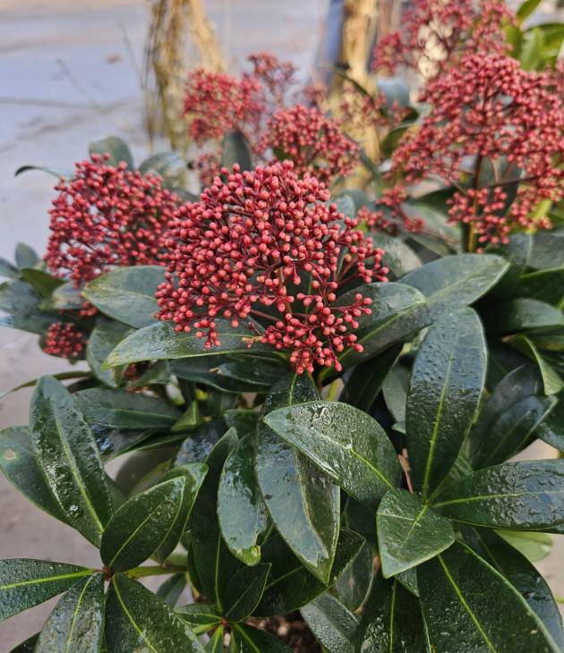 Skimmia japonica 'Rubella' tuinplant