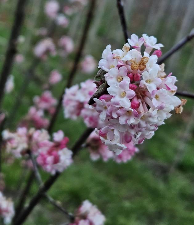 Viburnum carlesii 'Aurora' tuinplant bloesem