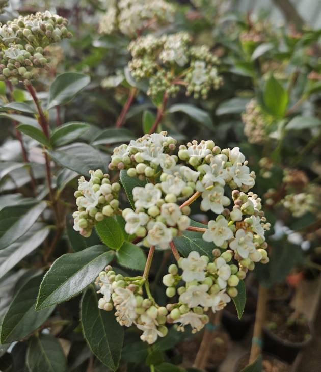 Viburnum tinus (Wintergroene sneeuwbal)