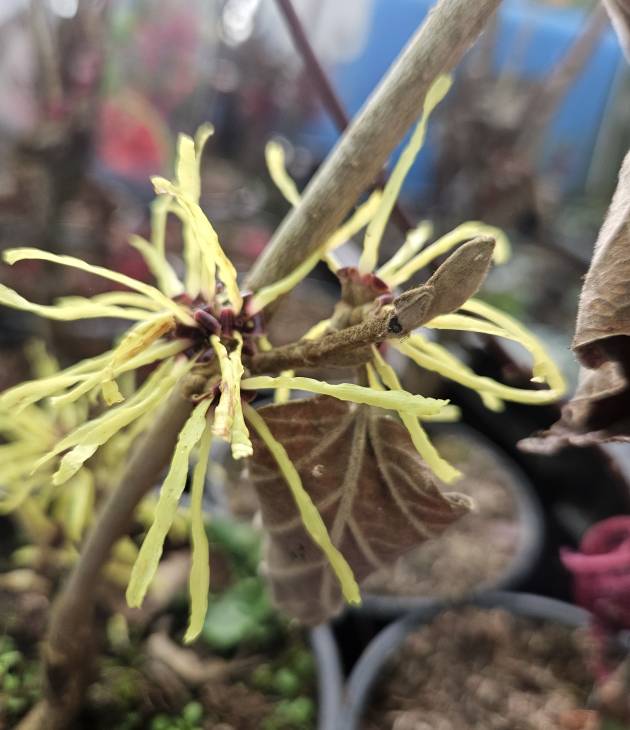 Tuinplant Hamamelis intermedia ‘Pallida’ blad