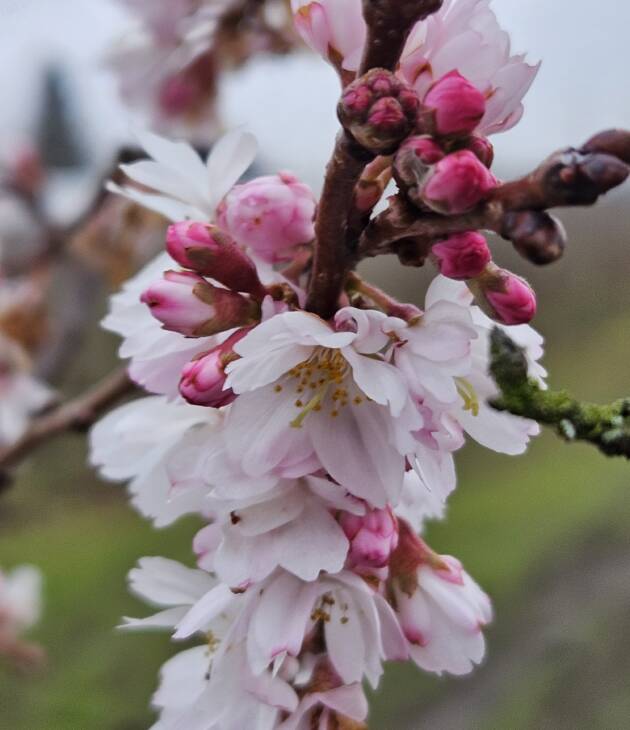 Prunus ‘Autumnalis rosea’ (Roze winterkers)
