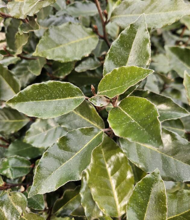 Olijfwilg - Elaeagnus ebbingei