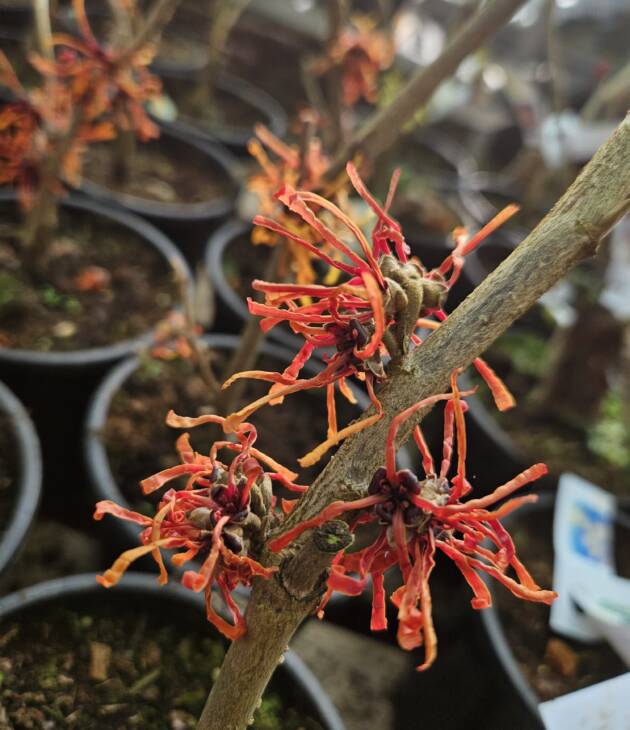 Oranje toverhazelaar - Hamamelis 'Aphrodite'