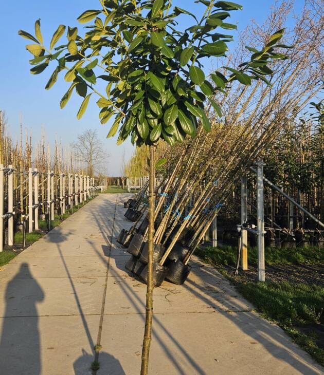 Groenblijvende bomen