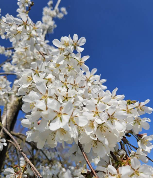 Japanse treurkers - Prunus ‘Ivensii’